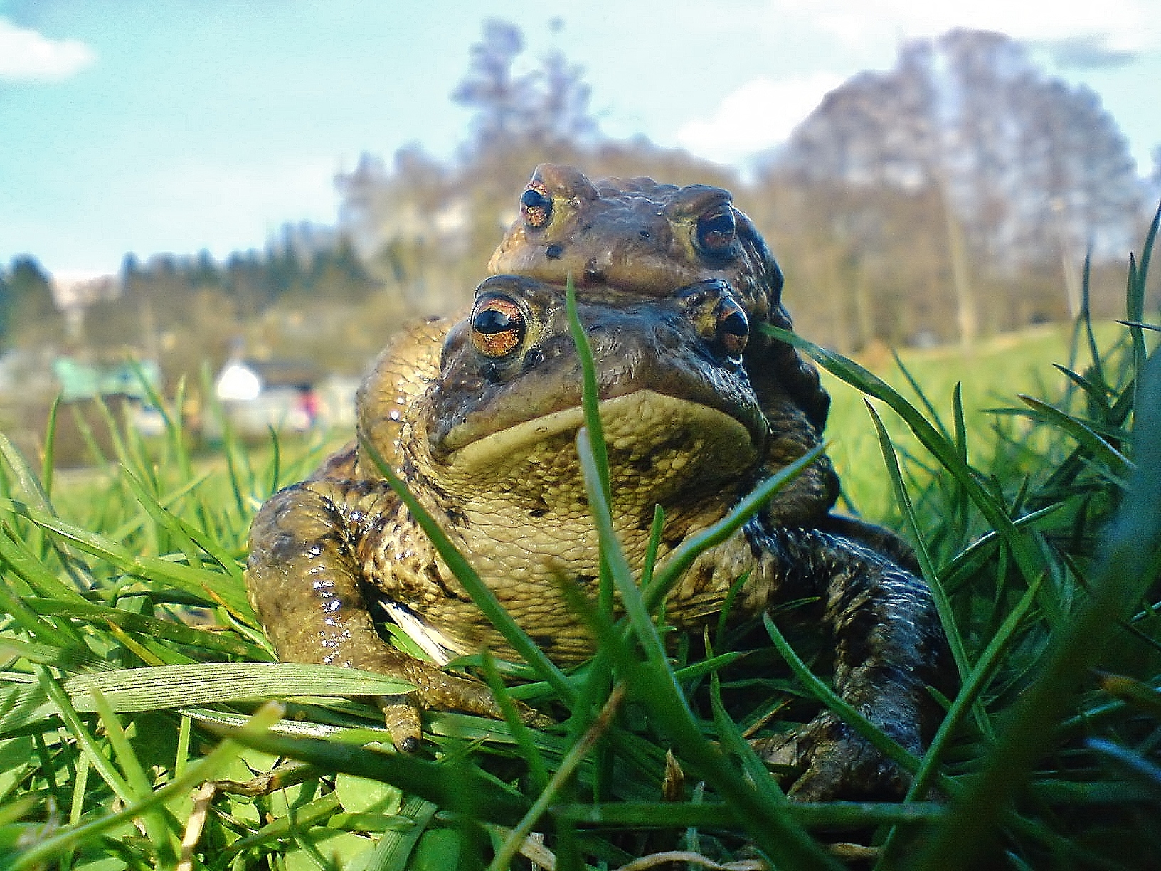 Bufo bufo