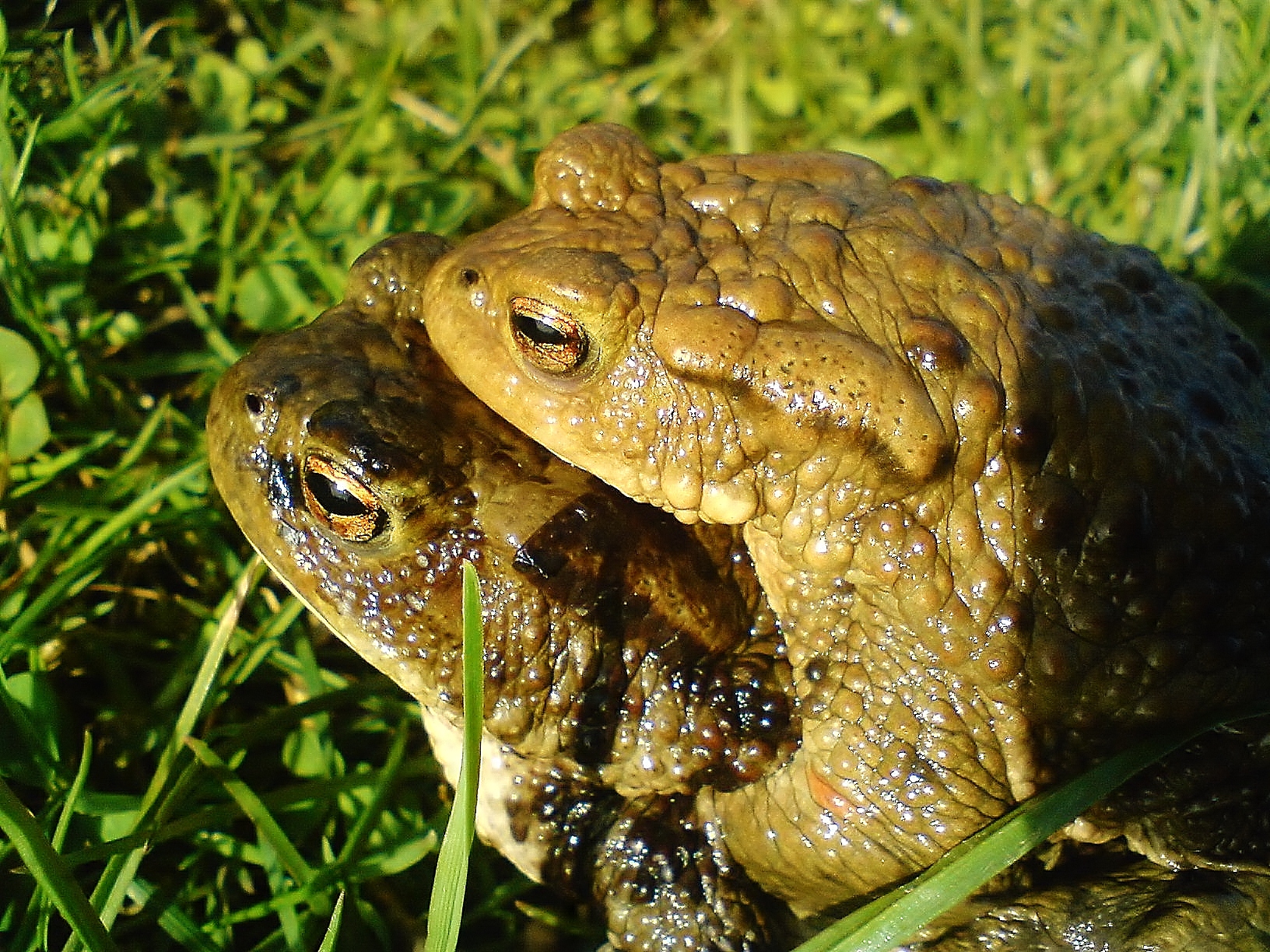 Bufo bufo