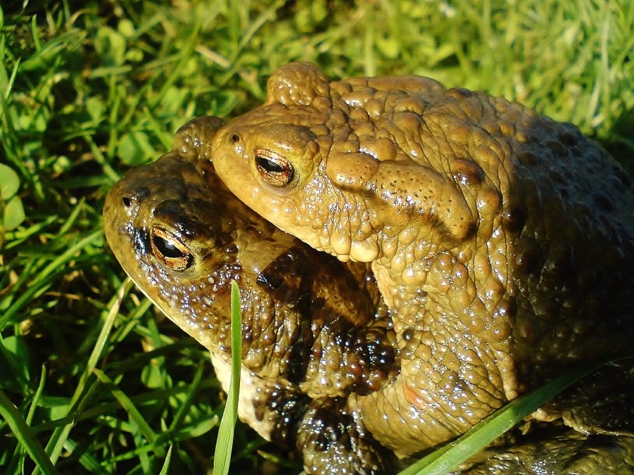 Bufo bufo