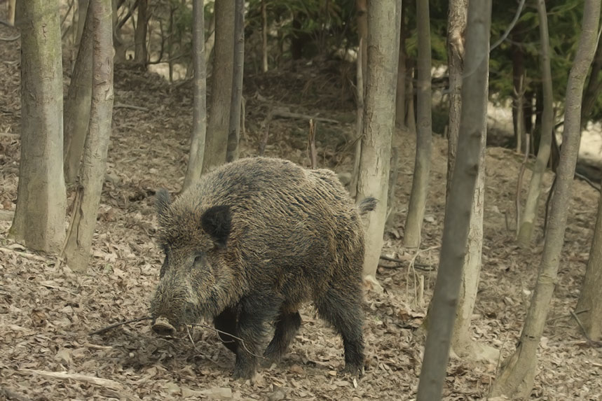 Wild Boar