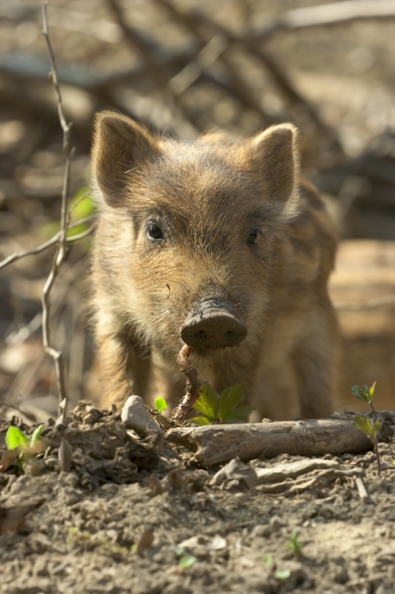 Wild Boar