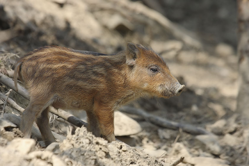 Wild Boar