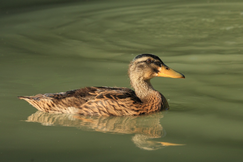 Mallard