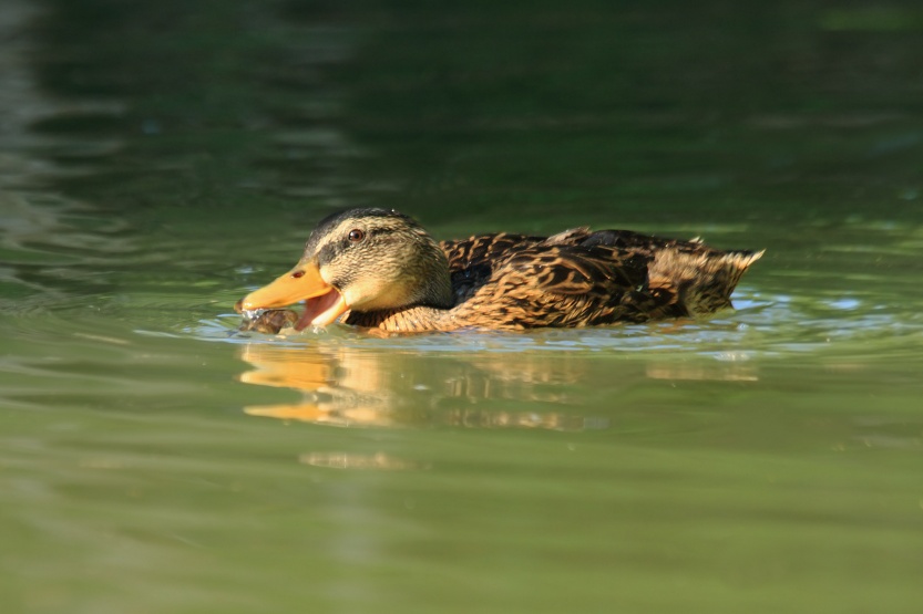 Mallard