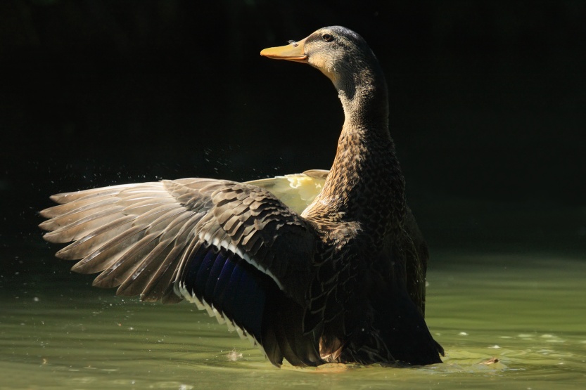 Mallard