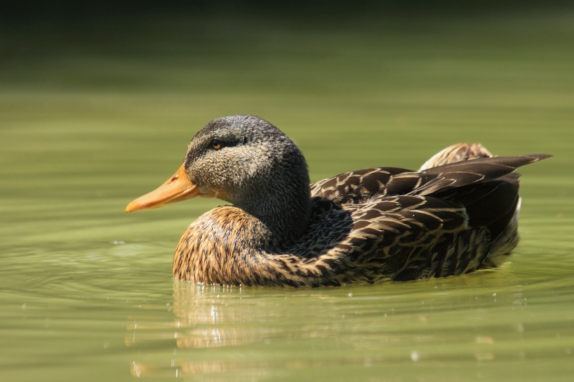Mallard