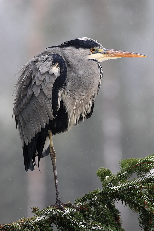 Grey Heron