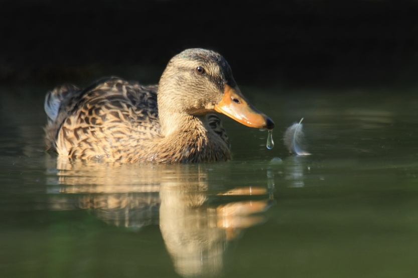 Mallard