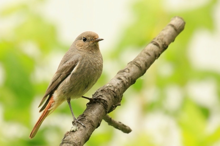 Black Redstart