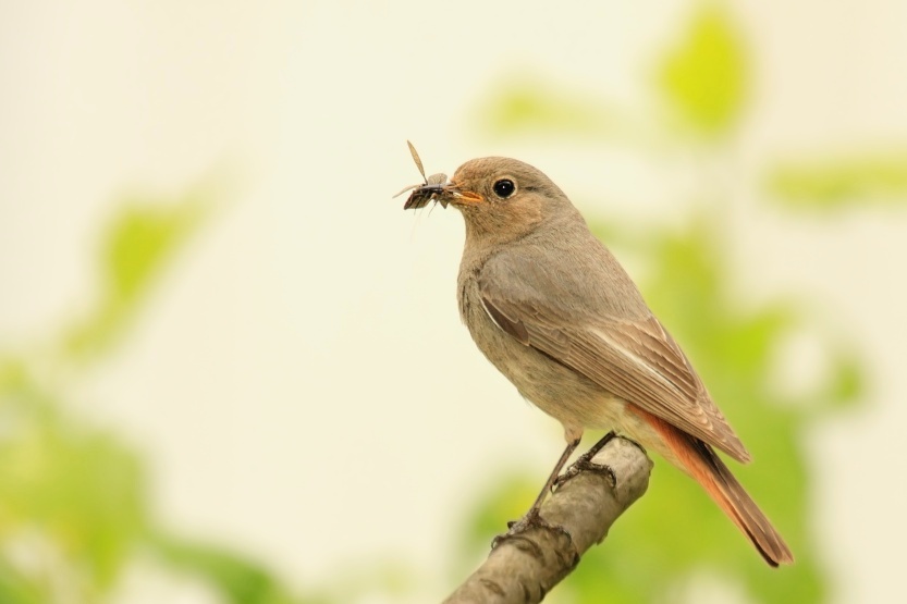 Black Redstart