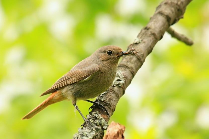 Black Redstart