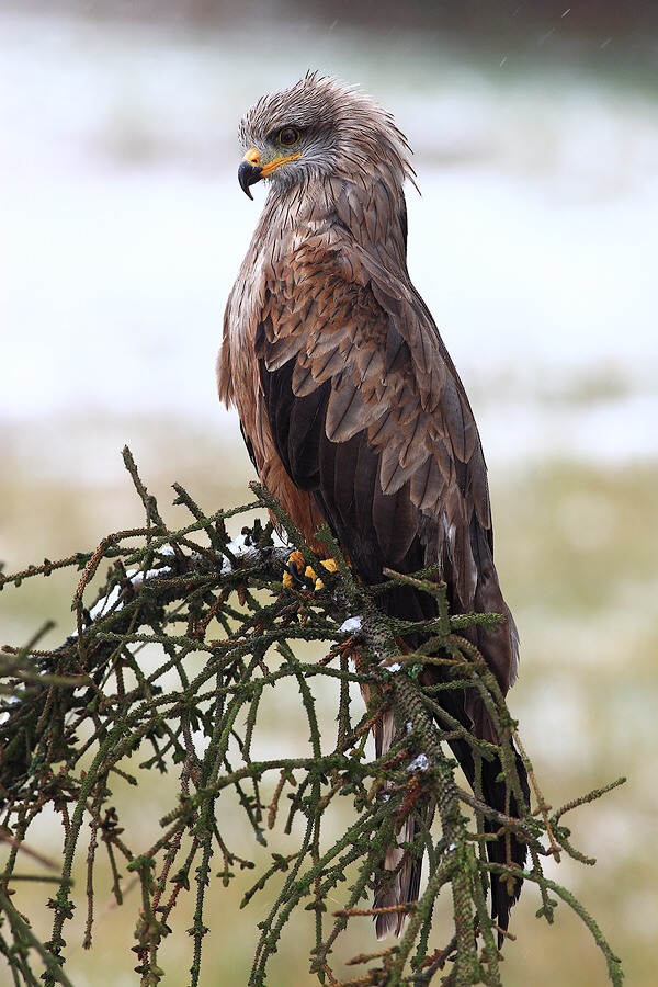 Black Kite