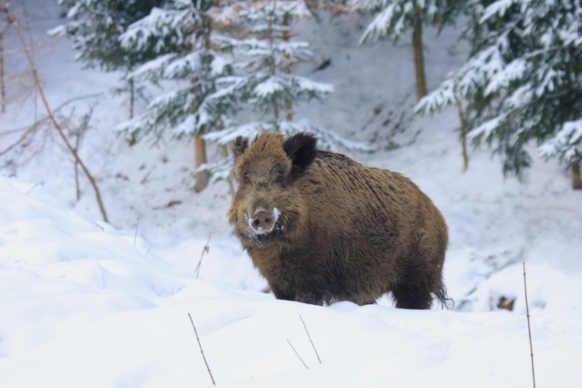 Wild Boar