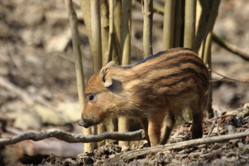 Wild Boar