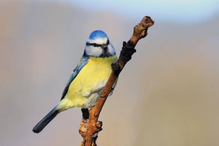 Blue Titmouse