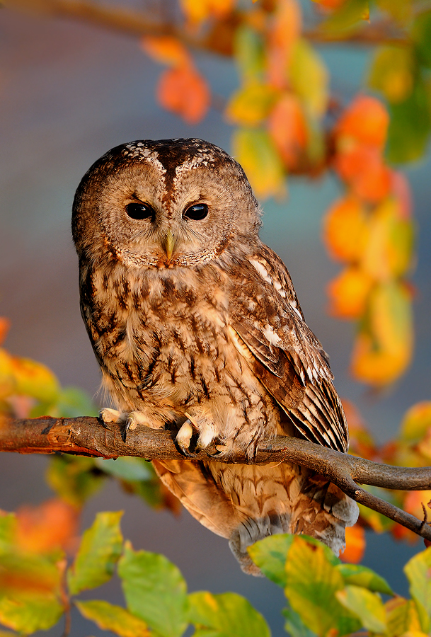 Tawny Owl