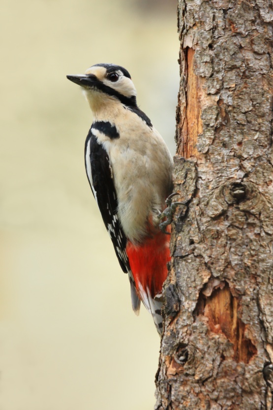 Greater Spotted Woodpecker