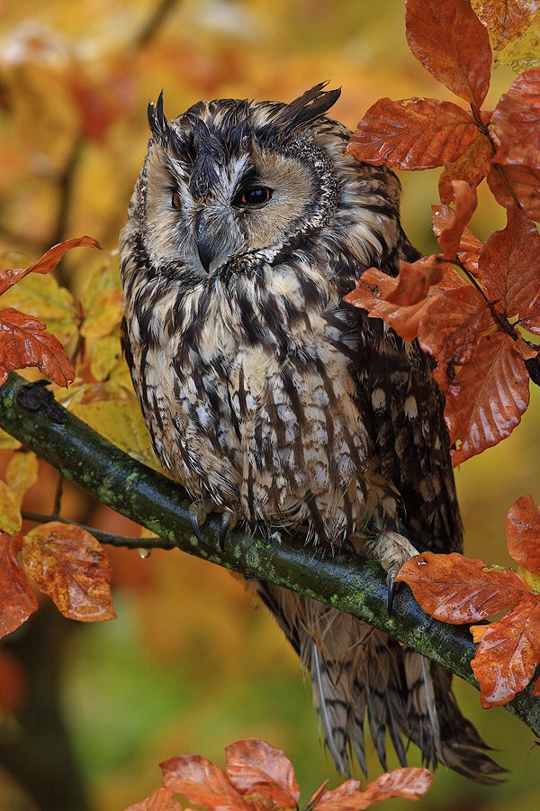 Long-eared Owl