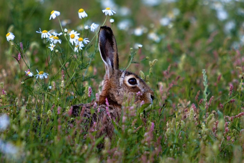 Brown Hare 