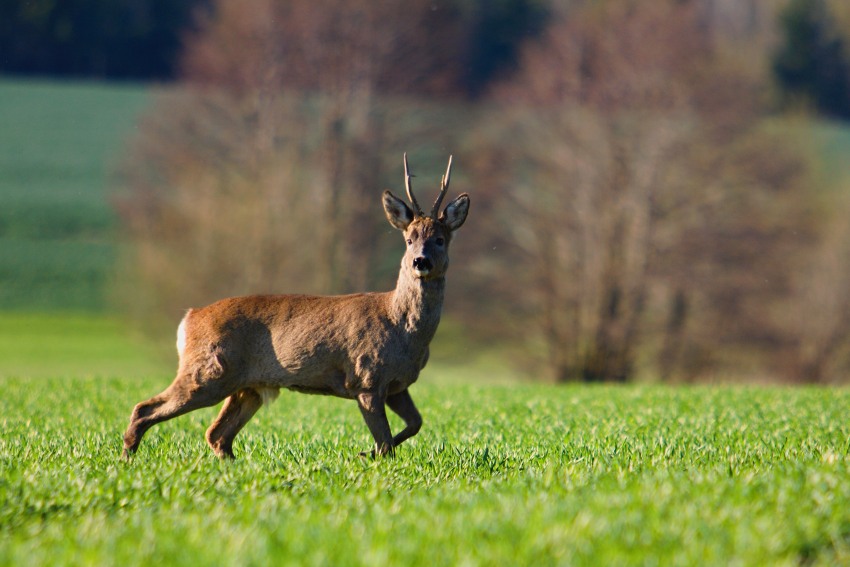 Roe deer