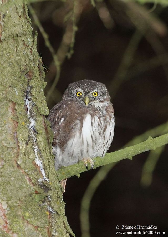 Pygmy Owl
