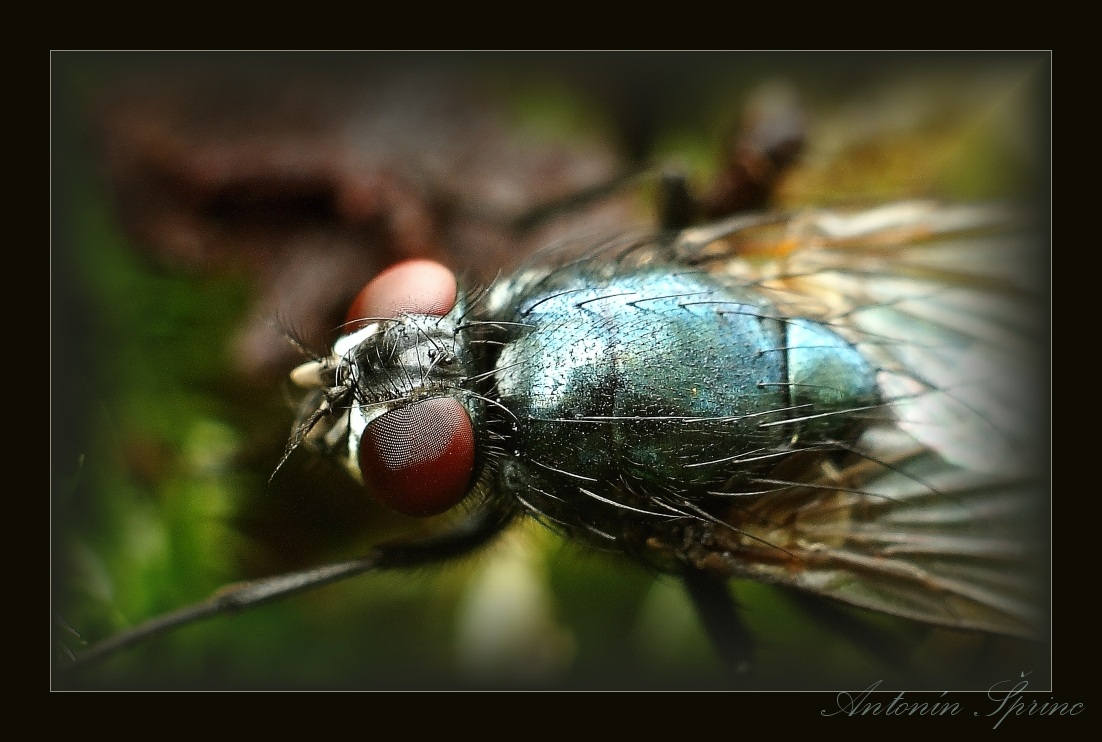 housefly
