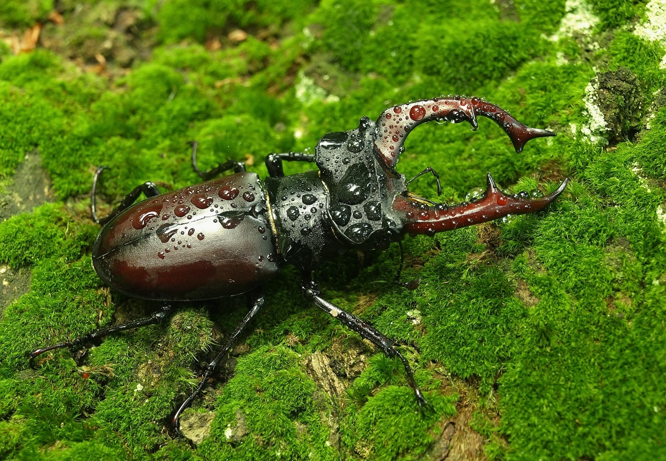 Stag Beetle