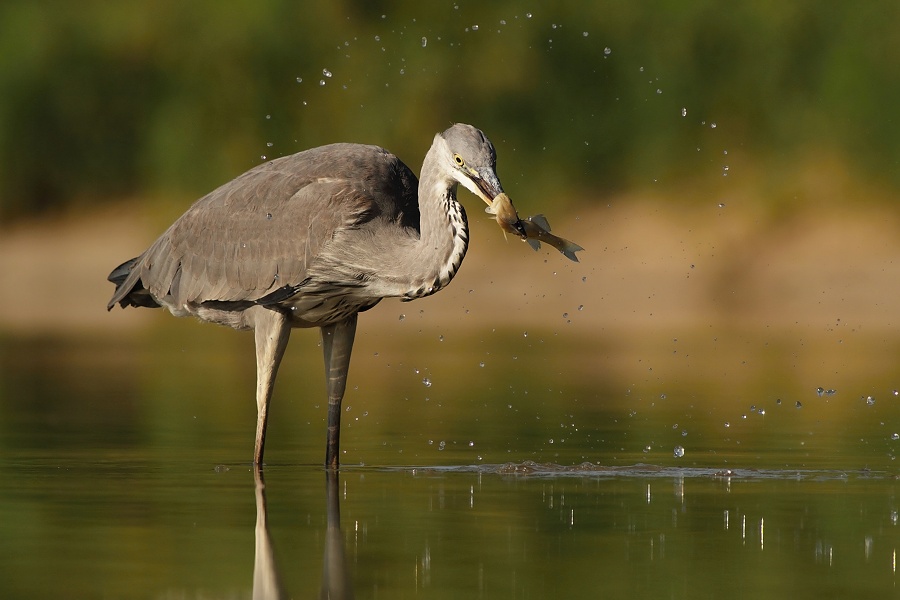 Gray Heron