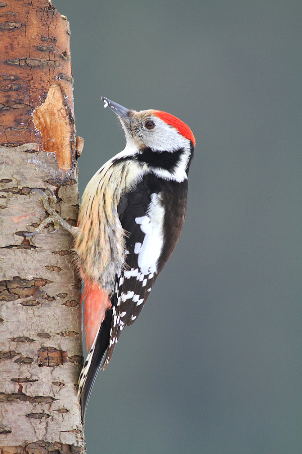 Middle Spotted Woodpecker