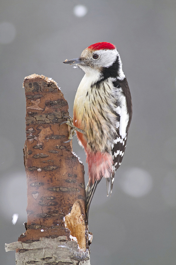 Middle Spotted Woodpecker