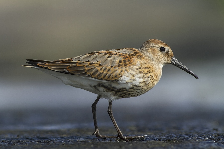 Dunlin