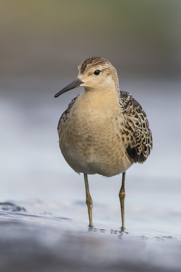 Ruff