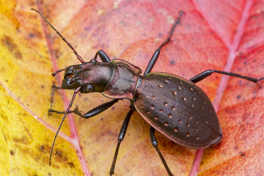 Ground Beetles Carabus irregularis
