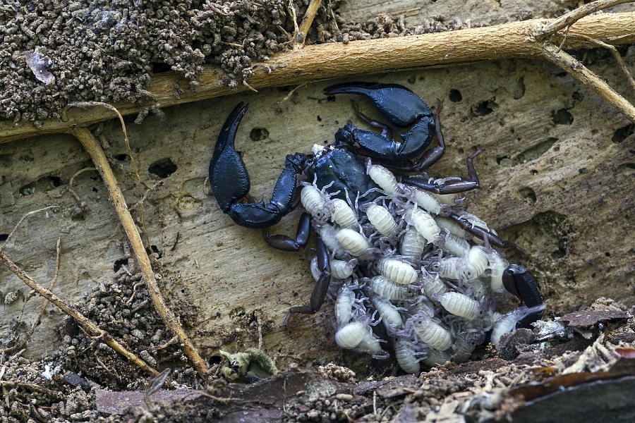Scorpion Euscorpius italicus