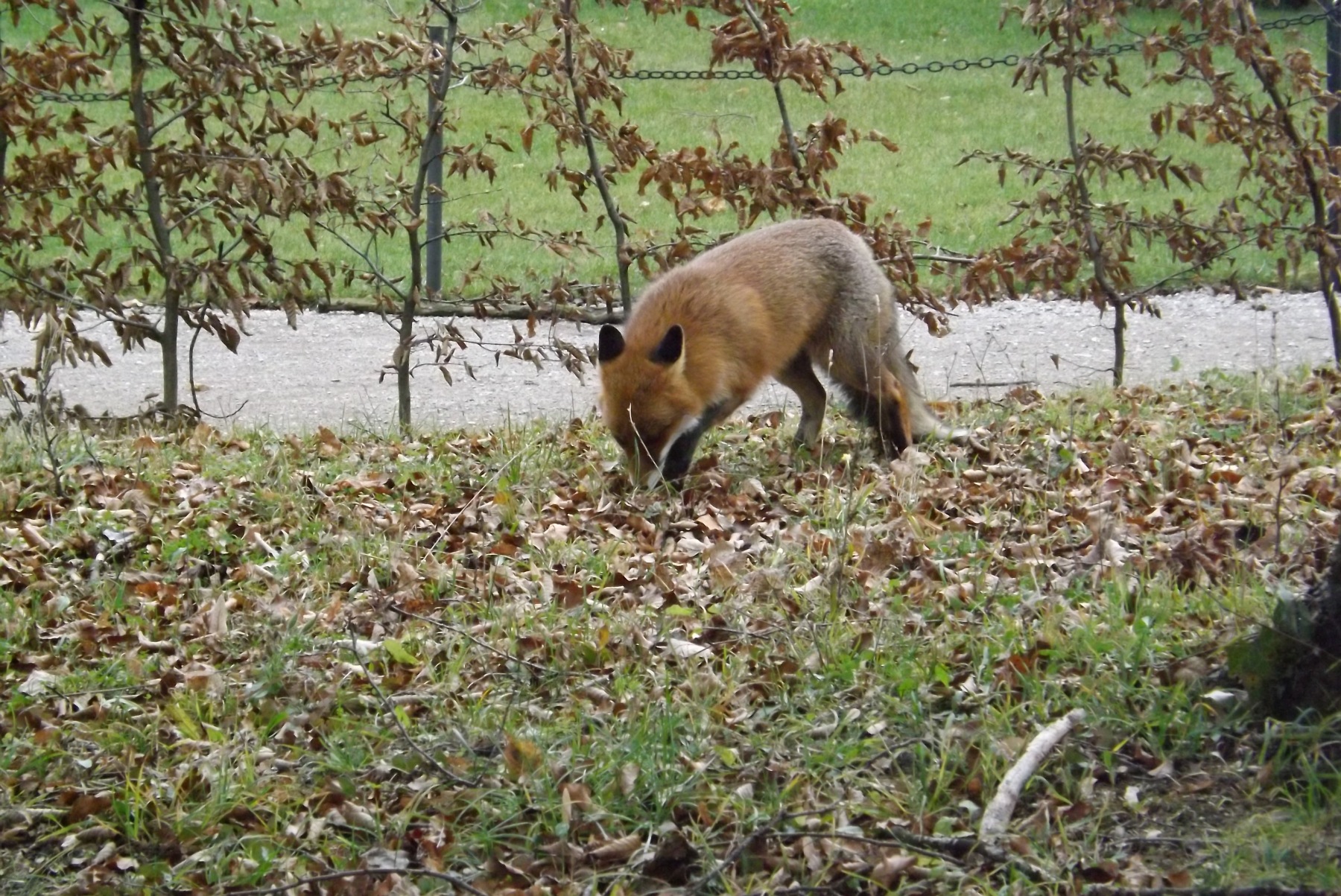 fox