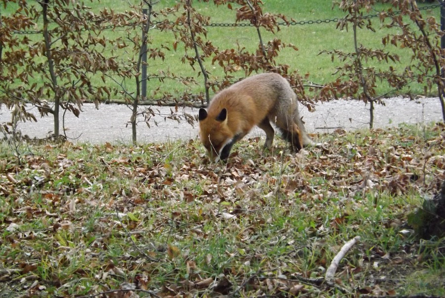 fox