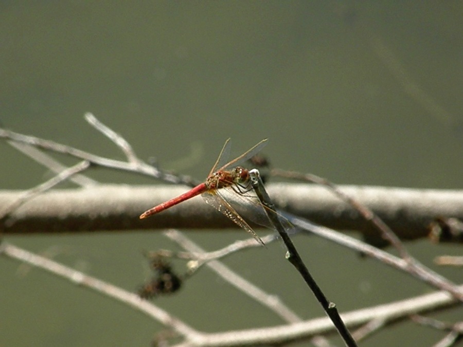 Broad Scarlet