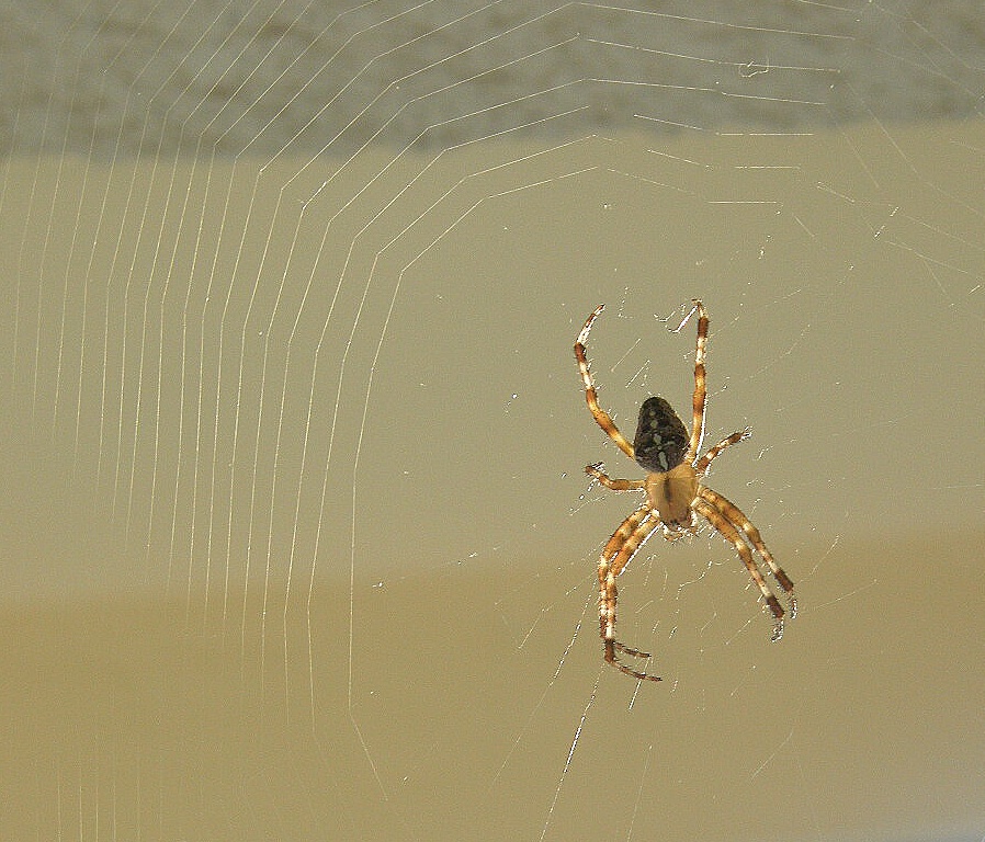 Spider Crusader general