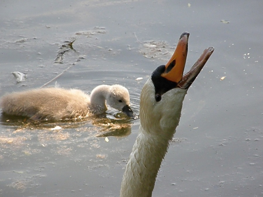 swan