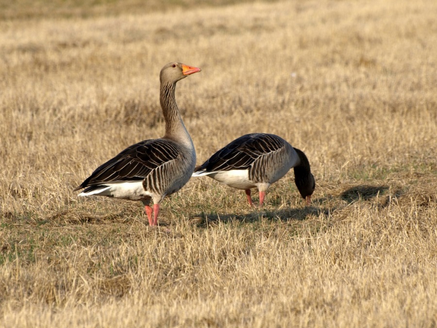 Grayleg goose, female, Budweis area, CR