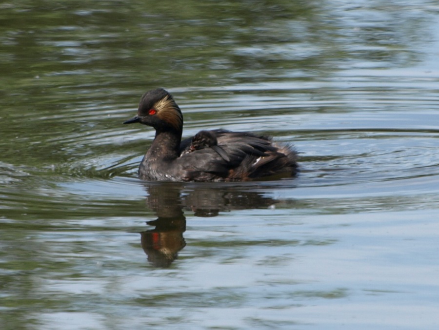 Black-necked Grebe 