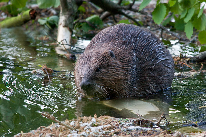 Euroasian beaver