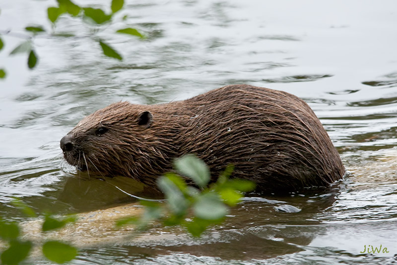 Euroasian beaver