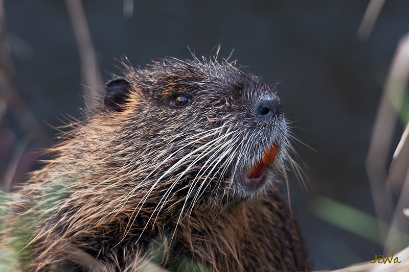 Nutria