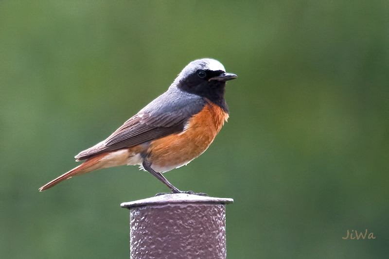 Common redstart