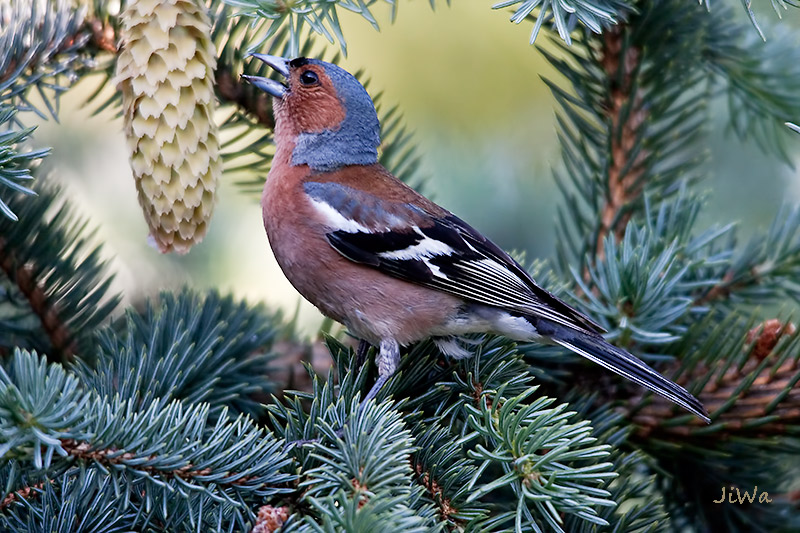Chaffinch
