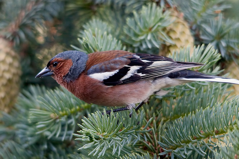 Chaffinch