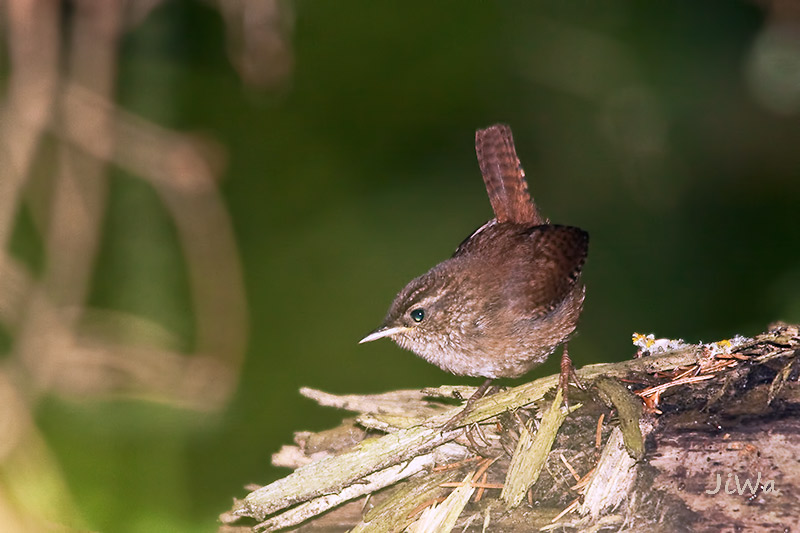 Eurasian Wren