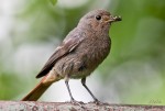 Rehek domácí