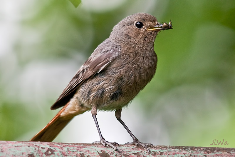 Black Redstart